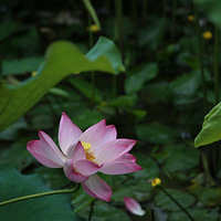 ʮ��ɻ�����