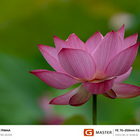 ����ĺɻ���