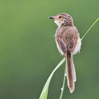 é���ϵĴ�ɫɽ��ݺ