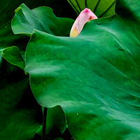 Ǯ��������ǰ�Ķ���С���������˺�׶�ɫ�ɻ�      2023.06.30