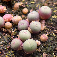 ���������һЩ����