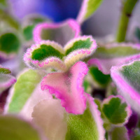 ����ֲ�����ô��ˮ�أ�