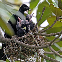 ֲ��԰���ھ�β����������