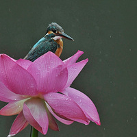 �������Ϻɻ������ֲ���������ַ��ˡ�