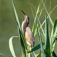 �����������Ϫʪ������̲����