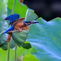 ����������ʳ��С�䡪��7.1������Ժ���