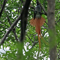 ��Ϫʪ��������������練���