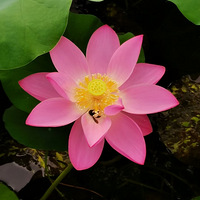 �峿5������Ժ��ɺɻ�����