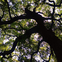 �鹫ɽ��ǧ������