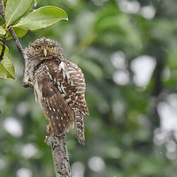 �����һ�۱�һ����