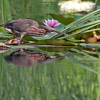 ���Ժ����\έآ��ʳ������