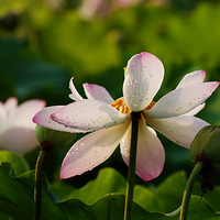 ����ɻ�ׯ����������������