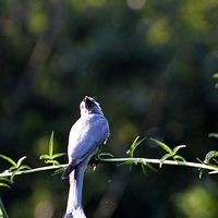 ���ԻҎ�β��