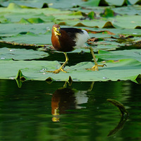 ����Ҳ¶һ�֡�����ץ��