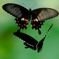 ���������衷