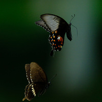 ����Ӱ������