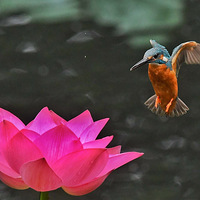 ת���컹�������