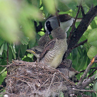 ֲ��԰���Ʋ���ιʳ����