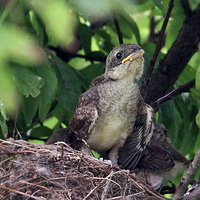 ֲ��԰��̬����Ļ��ư�������