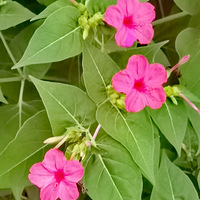 ������һһ���Գ���