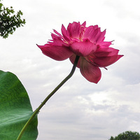 �������߹�