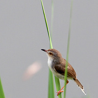 ��Ϫʪ��«έ�ϵ�С���鴿ɫɽ��ݺ