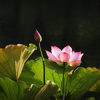 �ɷ����棬���Ų�����