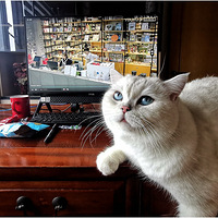 �ֻ�����һ����Ƭ