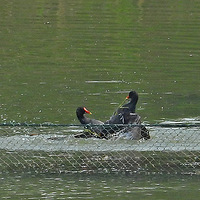 ��Ϫʪ�ش򶷵ĺ�ˮ��