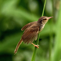 ��ɫɽ��ݺ��̫С�Խ�̫�ѣ���������Ϫʪ�ع������ĵ�����ͼ��