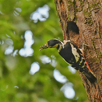 �����ľ�����ιС��