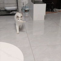 ȥϹֽ¹ǻӦˣǰһ