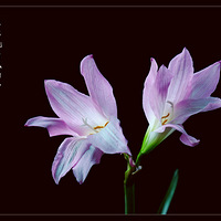 ���ķ�����