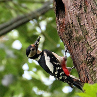 ֲ��԰�����ľ��������