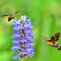 ������ϵķ��