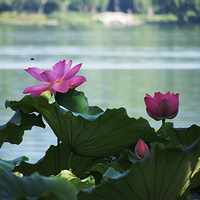 �����ͺ�