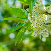 ���粻ʶ��Ӣ�����ļ�����ҡҷ��