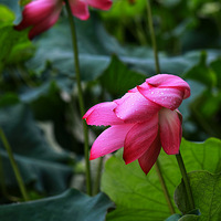 ����ɣ�7��