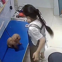 狗子去洗澡，吹毛时被美容师偷亲800回，给狗整拘谨了：你们正