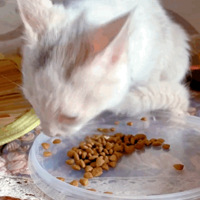 小猫为救朋友被猎犬咬死，主人痛苦又自责，没想10个月后…它又