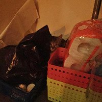 餐厅招聘了一只烧猫当员工，结果…顾客：你这店正规吗？