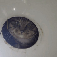 猫跑妹子家天花板当电灯泡，蹭吃蹭喝还偷看洗澡…网友：好没分寸