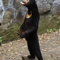 ���ݶ���԰�������������������ܣ���Ȼ���˻�������������