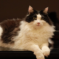 ˧����Сè��