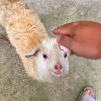 ��С������Ӵ��������ջ�һֻ�Թ������ṷ�л����������������