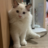 3ֻСè�̣��������ˣ�