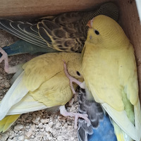 �Լ����Ļ�Ƥ���ĳ�����50�飬���ᣬ�к���������