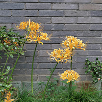 ������Ҷ