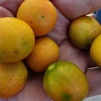 ����������ĩ