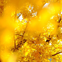 �Ҹ���һ��ȥ���գ��������